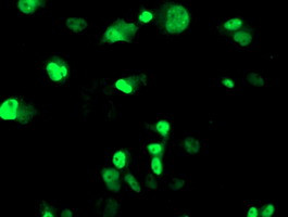 XPF Antibody in Immunocytochemistry (ICC/IF)