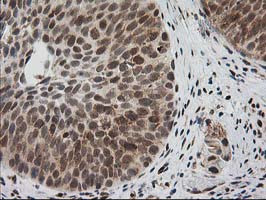 XPF Antibody in Immunohistochemistry (Paraffin) (IHC (P))