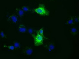 XPNPEP1 Antibody in Immunocytochemistry (ICC/IF)