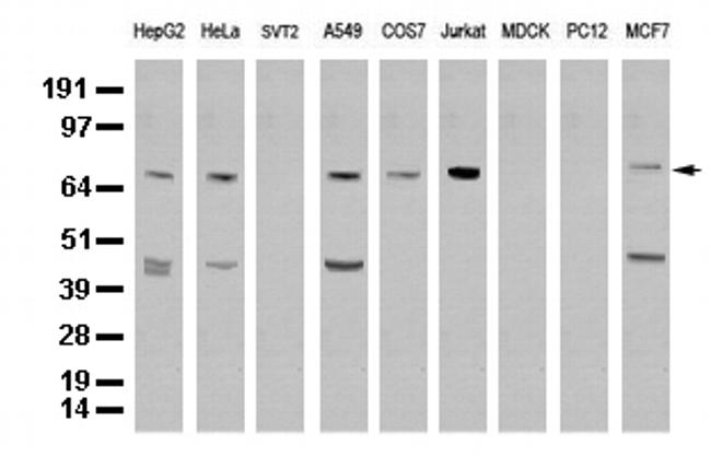 XRCC1 Antibody in Western Blot (WB)