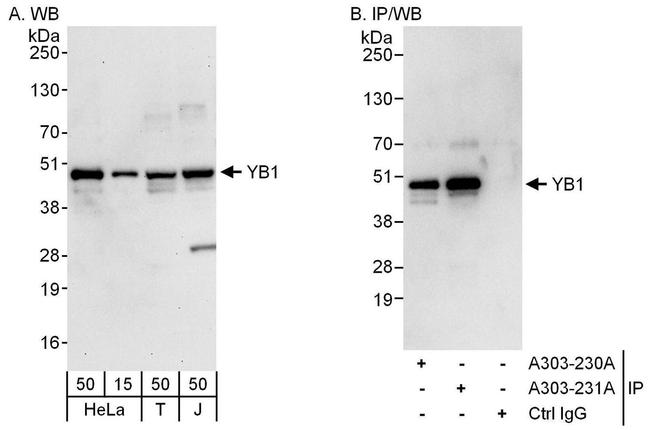 YB1 Antibody in Western Blot (WB)