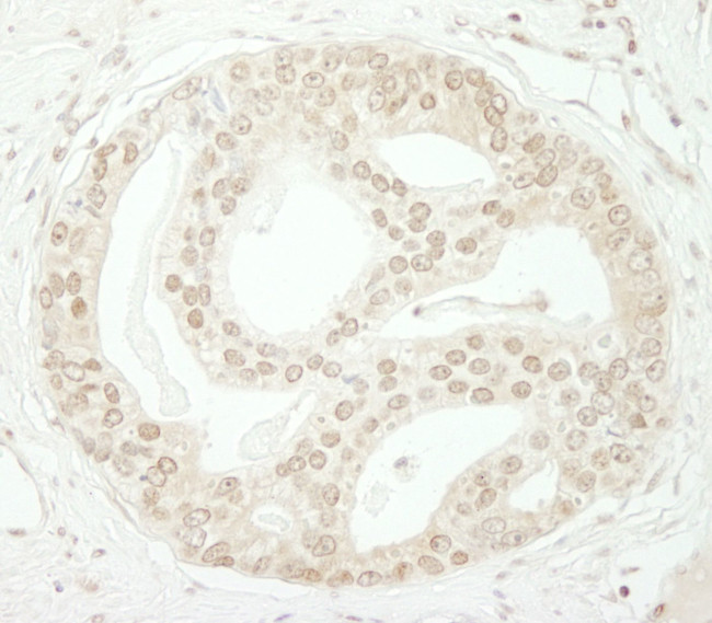 ZBTB40 Antibody in Immunohistochemistry (IHC)