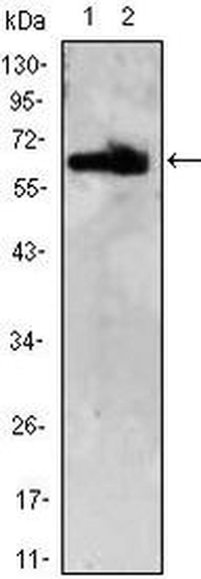 ThPOK Antibody in Western Blot (WB)