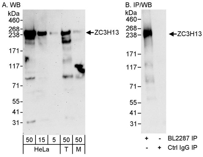 ZC3H13 Antibody in Western Blot (WB)