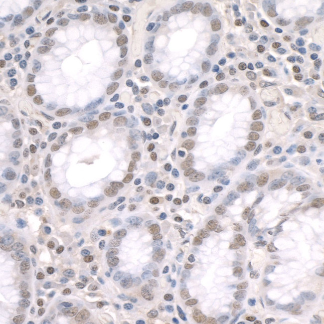 ZFP106 Antibody in Immunohistochemistry (IHC)