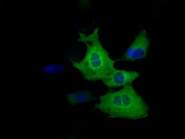 ZFP36 Antibody in Immunocytochemistry (ICC/IF)