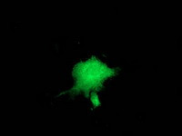 ZFP36 Antibody in Immunocytochemistry (ICC/IF)