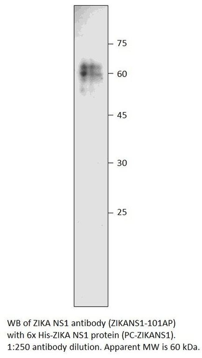 Zika Virus NS1 Antibody in Western Blot (WB)