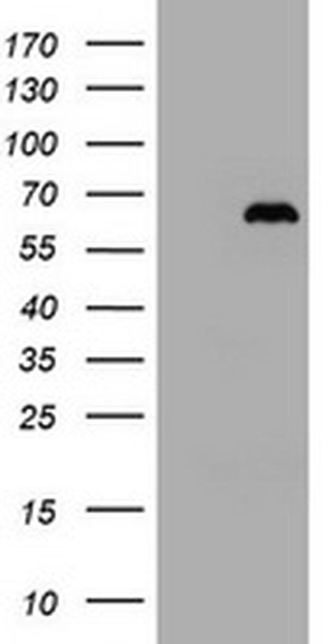 ZKSCAN4 Antibody in Western Blot (WB)