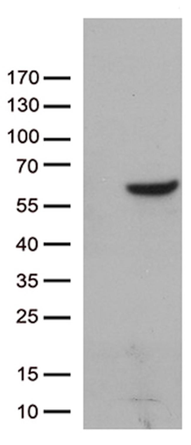 ZNF480 Antibody in Western Blot (WB)