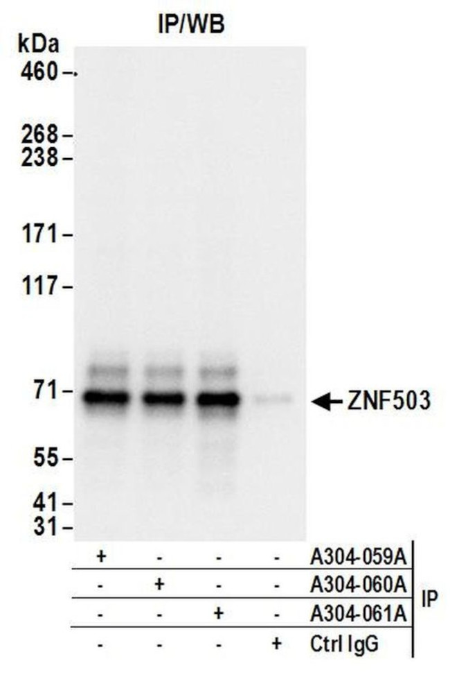 ZNF503 Antibody in Immunoprecipitation (IP)