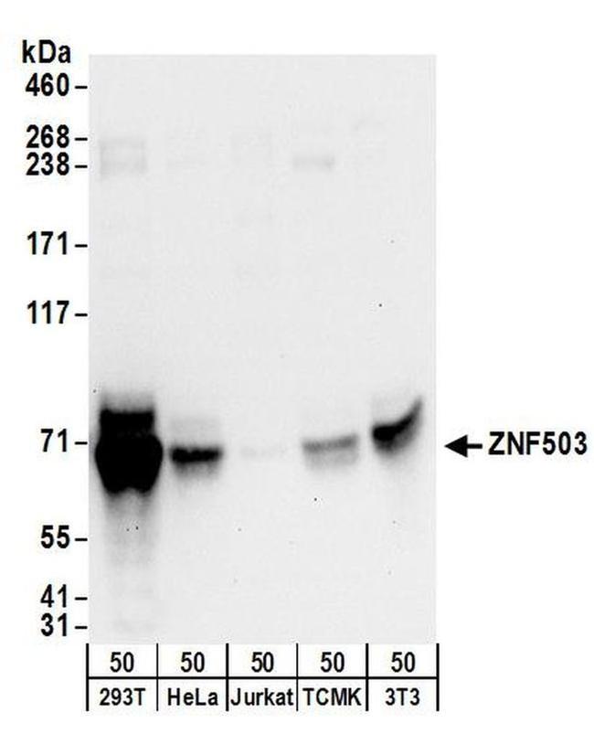 ZNF503 Antibody in Western Blot (WB)