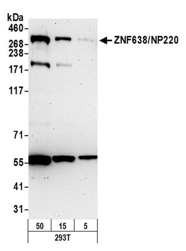 ZNF638/NP220 Antibody in Western Blot (WB)