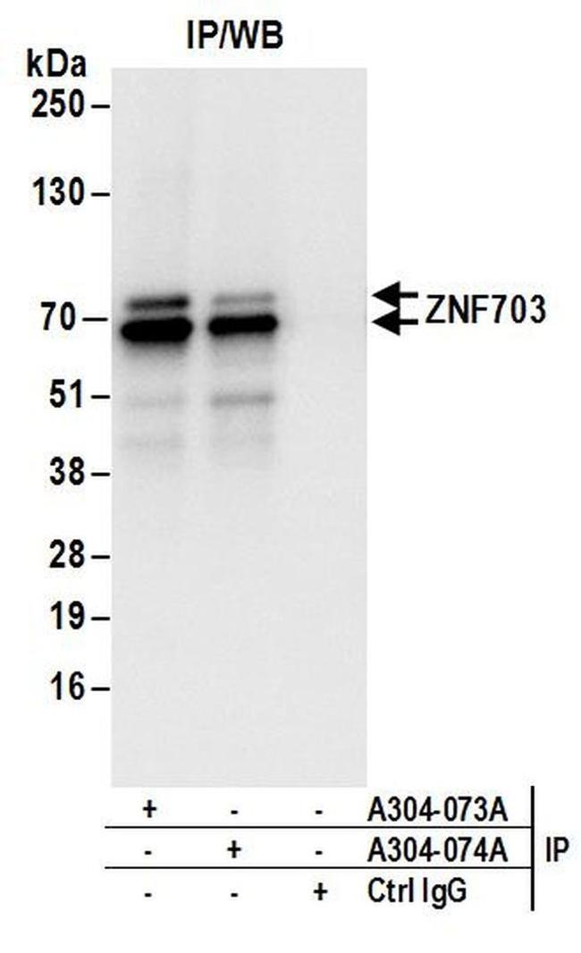 ZNF703 Antibody in Western Blot (WB)