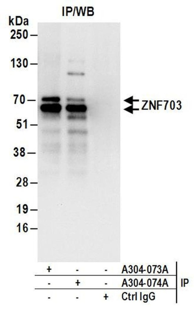 ZNF703 Antibody in Immunoprecipitation (IP)