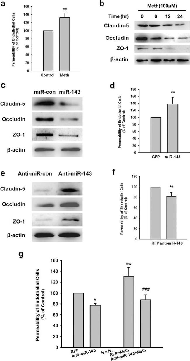 ZO-1 Antibody in Western Blot (WB)