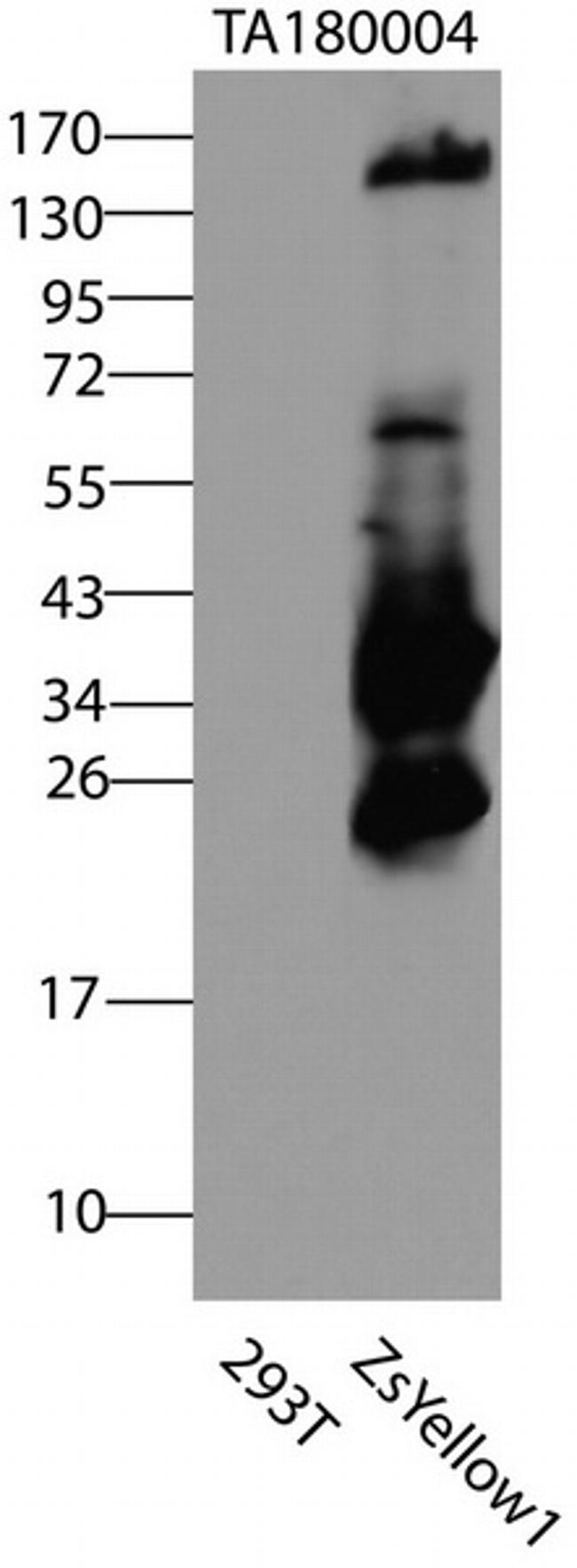 ZsYellow1 Antibody in Western Blot (WB)