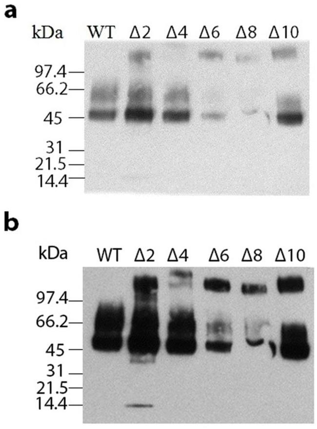 alpha Galactosidase Antibody in Western Blot (WB)