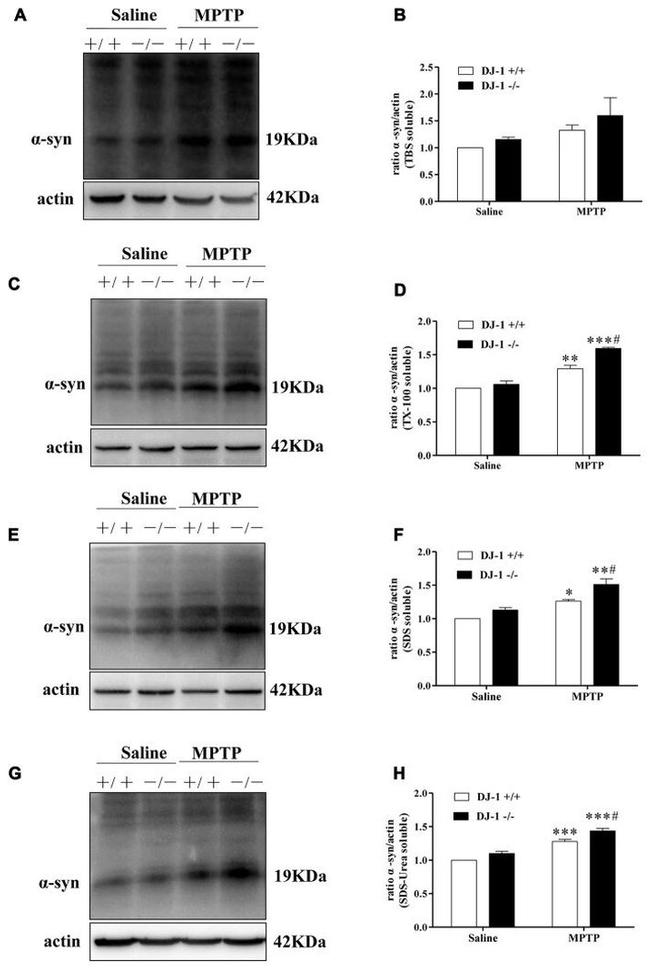 alpha Synuclein Antibody in Western Blot (WB)