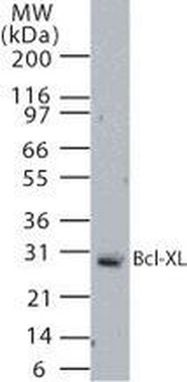 Bcl-xL Antibody in Western Blot (WB)