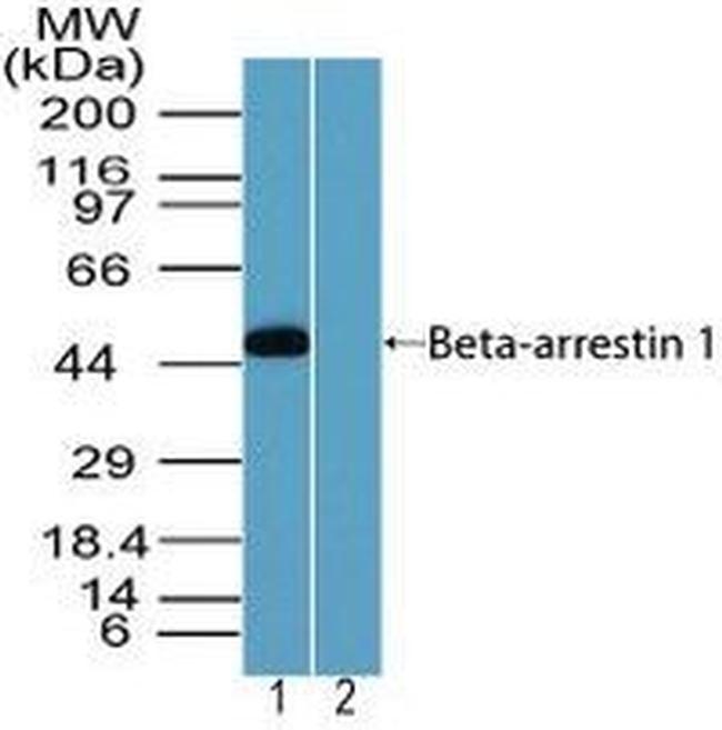 beta Arrestin 1 Antibody in Western Blot (WB)