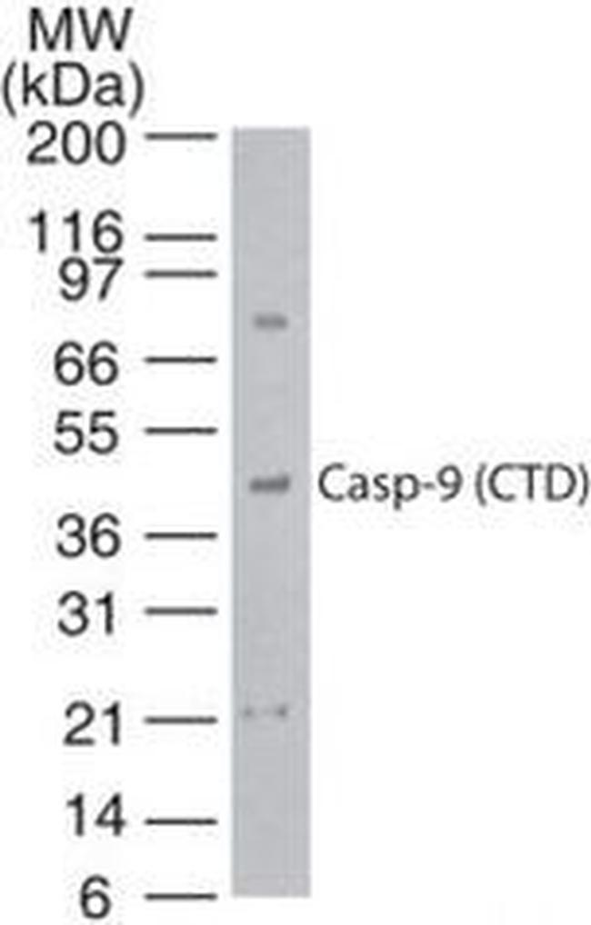 Caspase 9 Antibody in Western Blot (WB)