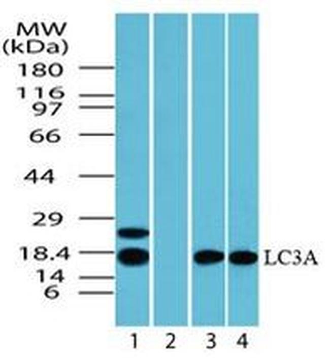 LC3A Antibody in Western Blot (WB)