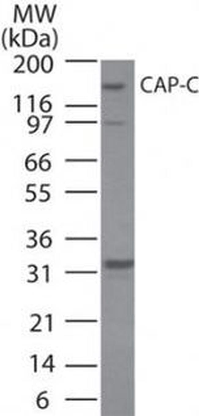 SMC4 Antibody in Western Blot (WB)