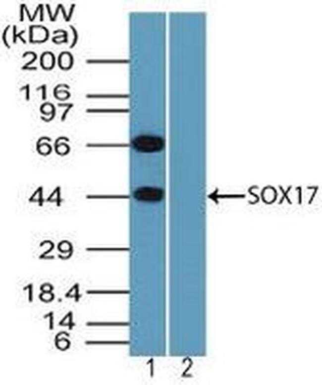 SOX17 Antibody in Western Blot (WB)