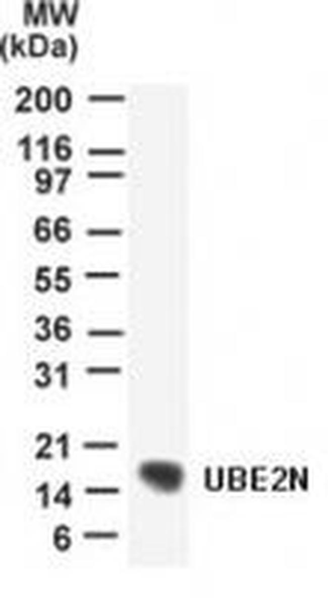 UBC13 Antibody in Western Blot (WB)