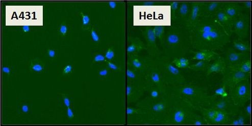 beta Catenin Antibody in Immunocytochemistry (ICC/IF)