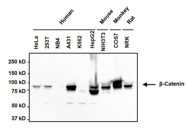 beta Catenin Antibody in Western Blot (WB)