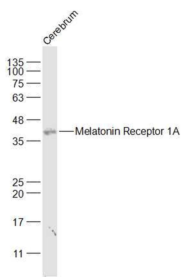Melatonin Receptor 1A Antibody in Western Blot (WB)