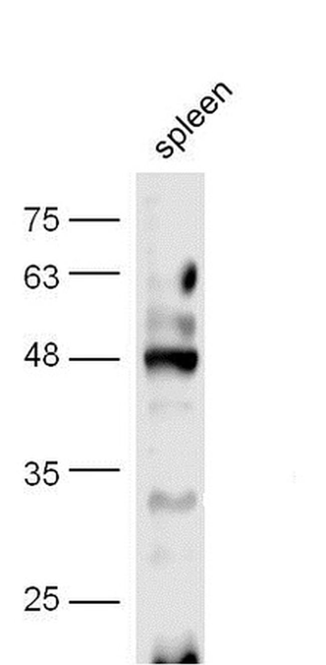 Phospho-CREB-1 (Ser133) Antibody in Western Blot (WB)