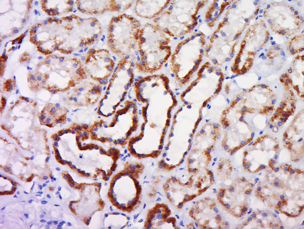 Caspase-10 Antibody in Immunohistochemistry (Paraffin) (IHC (P))