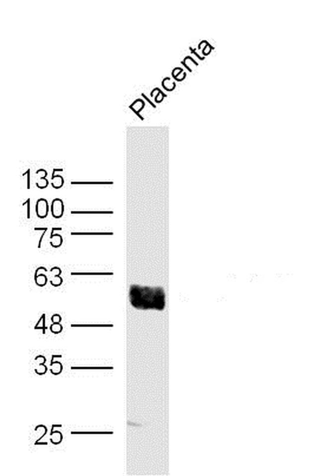 AKT1/3 Antibody in Western Blot (WB)