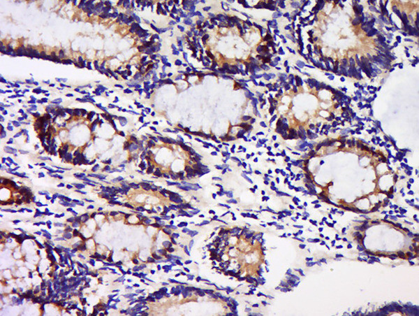 GDNFRA Antibody in Immunohistochemistry (Paraffin) (IHC (P))