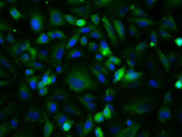 bFGF Antibody in Immunocytochemistry (ICC/IF)