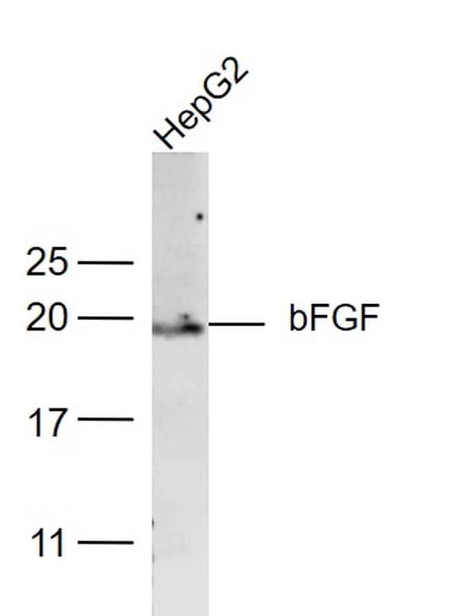 bFGF Antibody in Western Blot (WB)