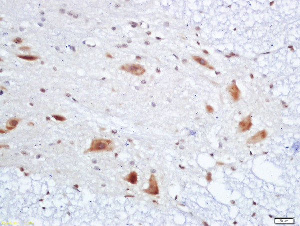 PMP22 Antibody in Immunohistochemistry (Paraffin) (IHC (P))