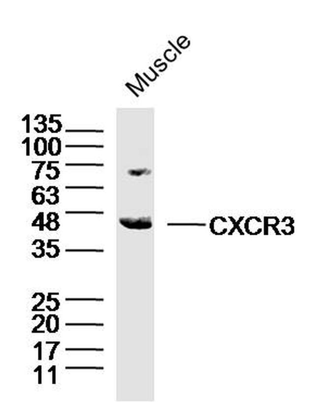 CXCR3 Antibody in Western Blot (WB)