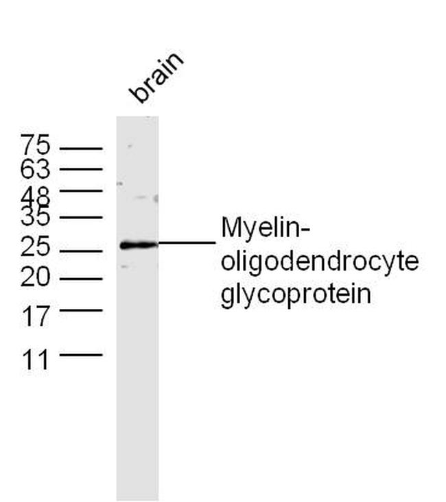 MOG Polyclonal Antibody (BS-0426R)