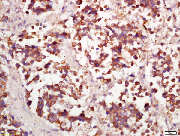 PPP4C Antibody in Immunohistochemistry (Paraffin) (IHC (P))