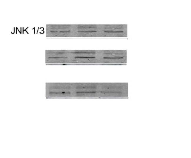 JNK1 + 3 Antibody in Western Blot (WB)
