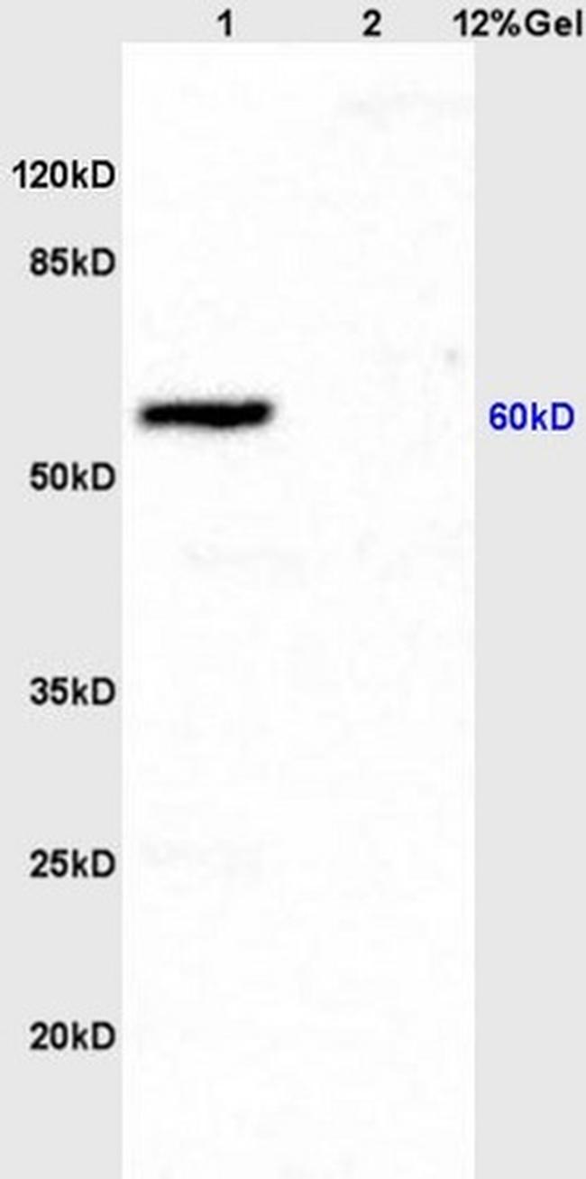 ICAM1 Antibody in Western Blot (WB)