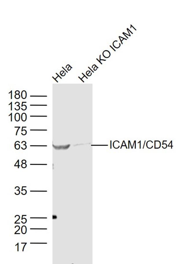 ICAM1 Antibody in Western Blot (WB)