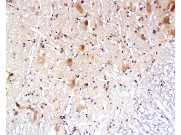 Aquaporin 4 Antibody in Immunohistochemistry (Paraffin) (IHC (P))