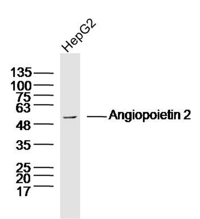 Angiopoietin 2 Antibody in Western Blot (WB)