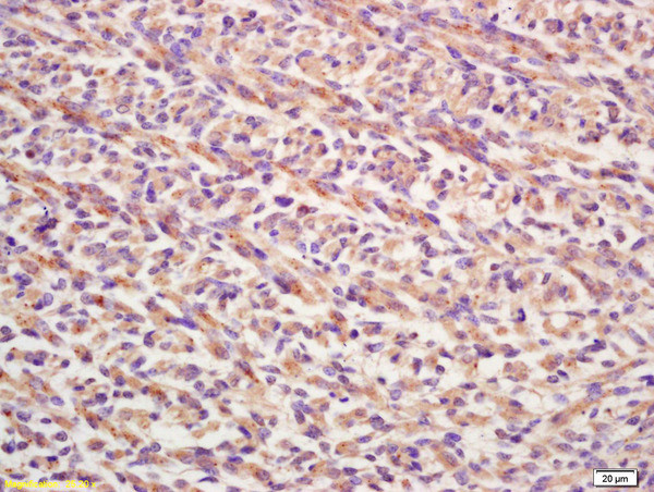 FGF8 Antibody in Immunohistochemistry (Paraffin) (IHC (P))