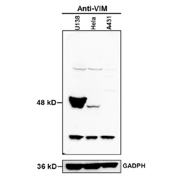 Vimentin Antibody in Western Blot (WB)